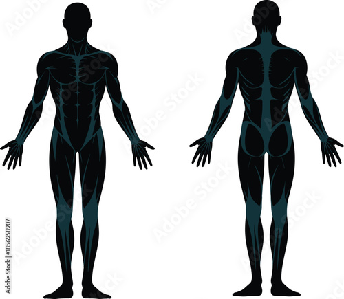 Human Muscular System Diagram – Front and Back Views Highlighting Major Muscle Groups for Anatomy Study, Fitness Training, and Medical Education