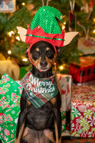 Miniature Pinscher Dressed in Santa Elf Ears in Front of a Holiday Christmas Tree -  looks angry or mad - in the Orlando area of Florida - wrapped presents background