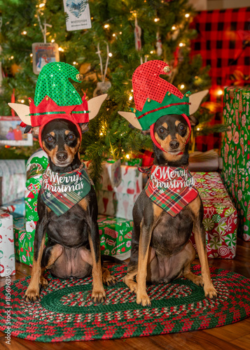 Miniature Pinscher Dressed in Santa Elf Helpers in Front of a Holiday Christmas Tree -  looks angry or mad - in the Orlando area of Florida - wrapped presents background - looks mad