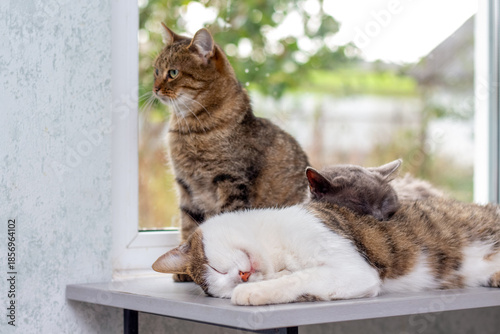 Canvas Print Three cats resting on windowsill near window on sunny day