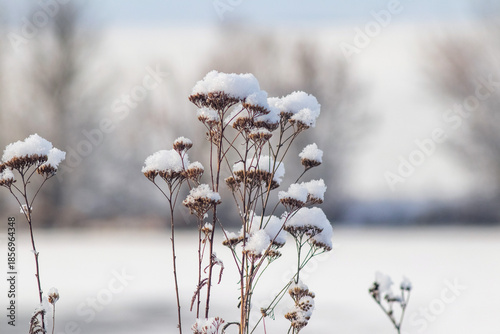 Cuadro en lienzo Snow-covered dry flower stems with fluffy snow caps on soft blurred winter backg