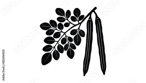 Silhouette moringa leaf and pod illustration black branch with foliage vector design.