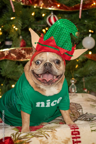 Female French Bulldog (