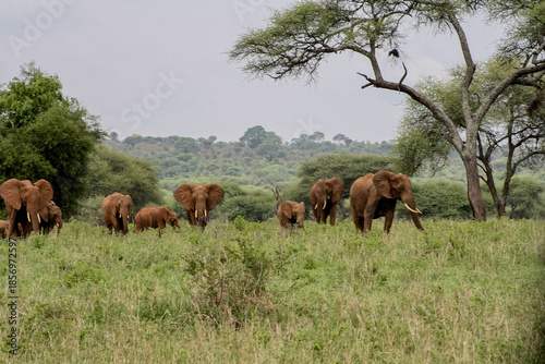 Photography Herd of African elephants walking through green savannah