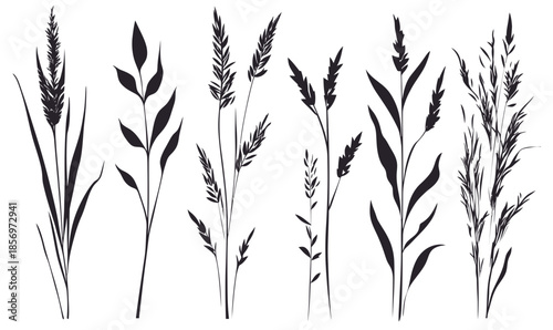 Set of black grass silhouettes with varied blade and seed head shapes isolated on white background detailed botanical vector elements for natural design and landscaping concepts