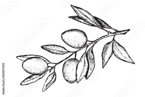 Olive branch sketch. Tattoo olive branch collection. Ink hand drawn olives set. Botanic plant vector illustration. A sprig of an olive tree with leaves. Food concept. Design elements.