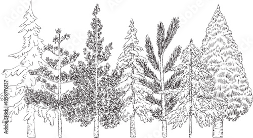 Black and line of various coniferous trees in outline style