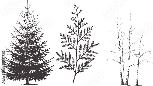 Three black coniferous and deciduous tree branch in monochrome line