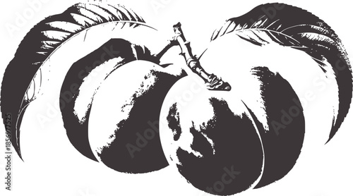 Two whole peaches with leaves and stems in monochrome line style