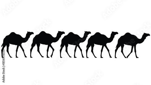 A line of camels walking in a row a striking black silhouette