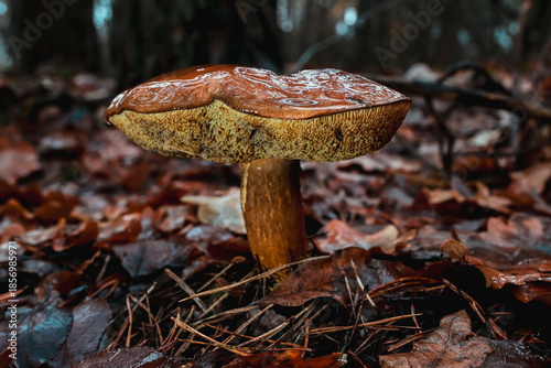 Vibrant mushroom emerges from a layer of damp autumn leaves, surrounded by a tranquil forest. Soft mist enhances the serene atmosphere, capturing nature's beauty.