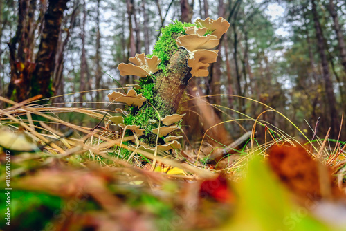 A stunning view of a forest floor featuring an intriguing log covered with vibrant moss and unique mushrooms. Fallen leaves add color to the serene autumn setting, inviting exploration.