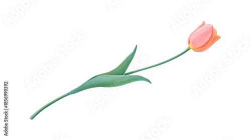 Single pink tulip flower with green stem and leaves, isolated on transparent background, delicate and elegant botanical illustration, perfect for spring or romantic themes
