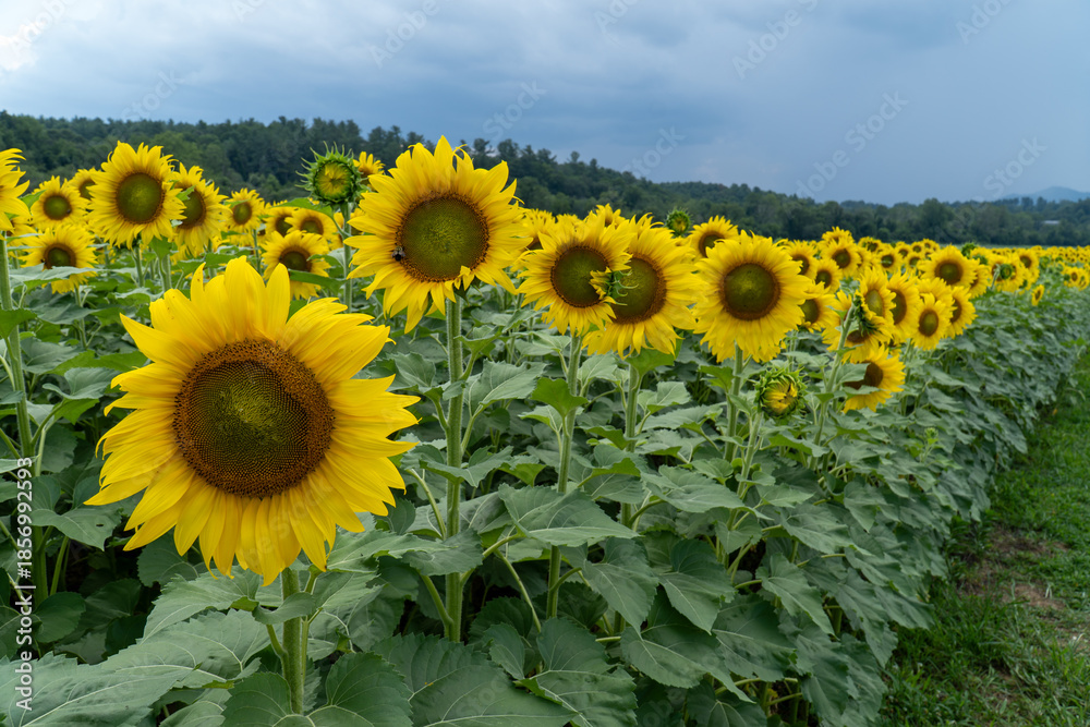 Fototapeta premium Asheville, North Carolina Sunflowers