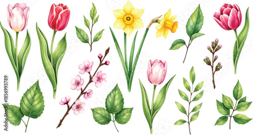 Beautiful watercolor spring flowers and leaves collection including tulips and daffodils