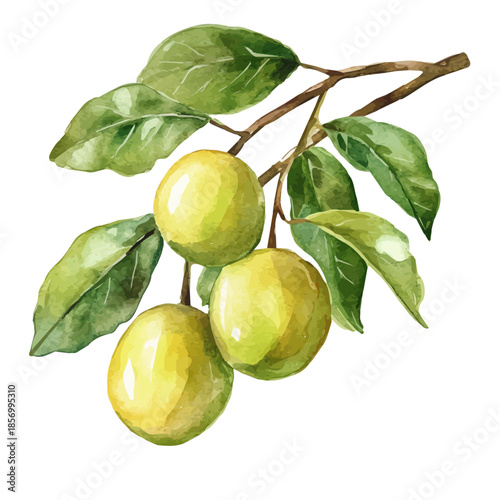 Kakadu Plum, watercolor illustration featuring soft shadows and luminous, isolated on a white background.