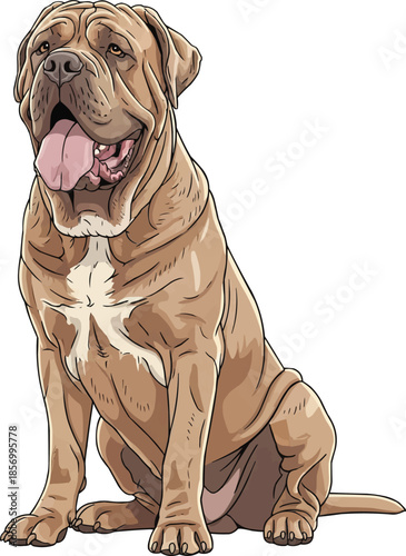 Neapolitan Mastiff dog sitting happy panting relaxed cute pose
