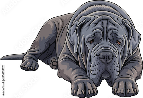 Neapolitan Mastiff dog lying down relaxed resting cute pose