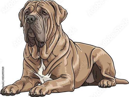 Neapolitan Mastiff dog lying down alert watchdog pose