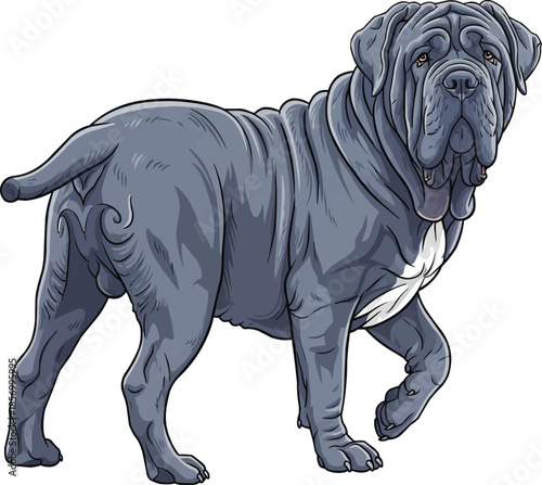 Neapolitan Mastiff dog standing attentive curious stance