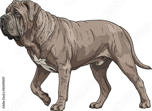 Neapolitan Mastiff dog walking relaxed side view movement