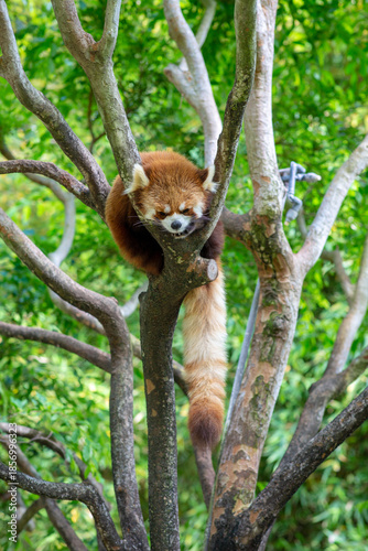 Red panda resting in a tree