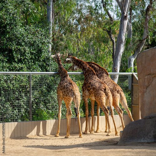 Giraffes snacking on some leaves 