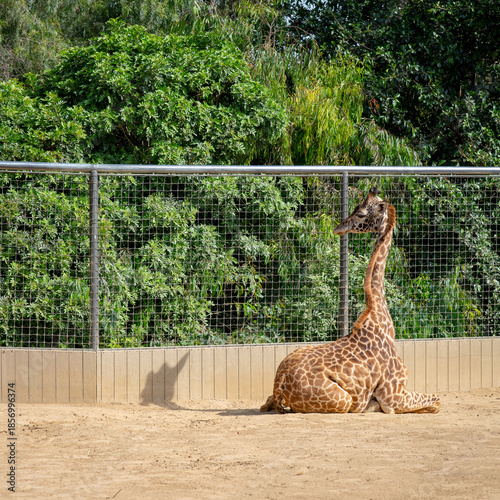 Giraffe relaxing in the sun 
