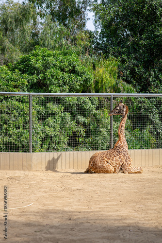 Giraffe relaxing in the sun 