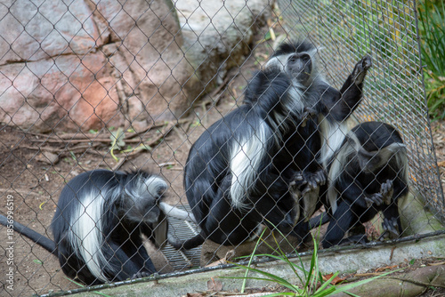 Black and white Colobuses monkeys 