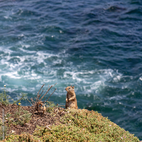 Chipmunk exploring La Jolla Cove