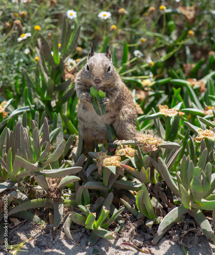 Chipmunk eating at La Jolla Cove