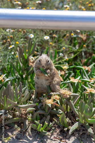 Chipmunk eating at La Jolla Cove