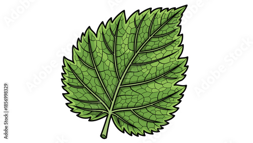 Detailed Green Leaf Illustration with Veins.