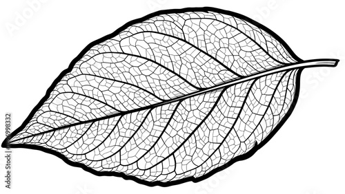 Detailed Illustration of a Single Leaf.