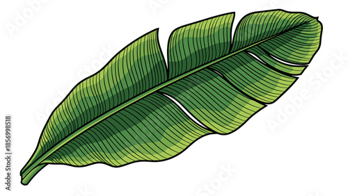 Green Banana Leaf Illustration Isolated.