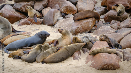 Family of seals with babies at Walvis bay beach, Namibia, Africa.