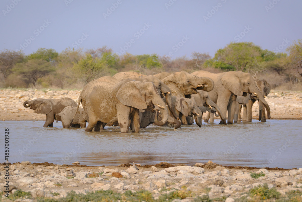 Obraz premium Herd of elephants drinking water at a water hole, Etosha National Park, Namibia, Africa.