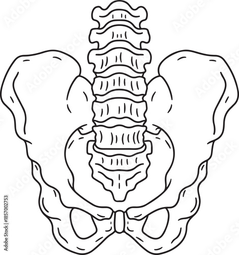 Anatomical illustration of the human pelvis and lumbar spine structure