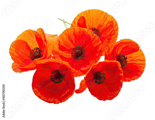 A vibrant cluster of orange and red poppies stands out sharply against a deep black background.