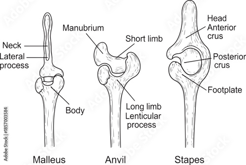 Detailed anatomical illustration of the malleus, incus, and stapes ear bones