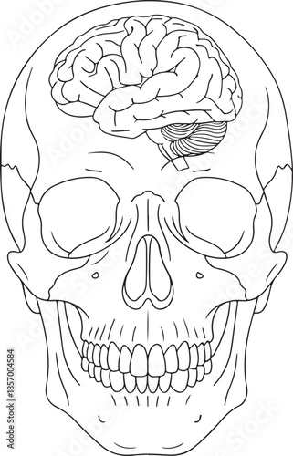 Detailed skull illustration with a clearly visible brain inside its cranial cavity