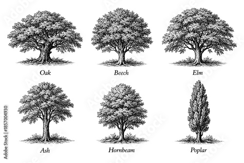 Detailed black and white drawings of six tree species with labels
