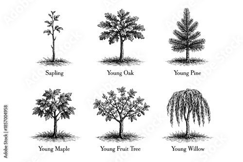 Collection of young trees in detailed vintage engraving style
