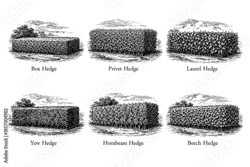 Detailed vintage botanical hedge engravings featuring various plant species