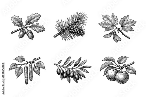 Intricate botanical sketches of tree branches and fruits in monochrome