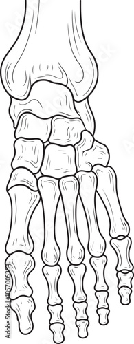 Detailed illustration of the human foot skeletal structure and bones