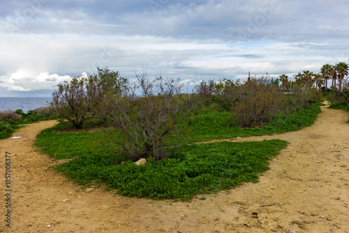 Coastal Nature Path Through Green Bushes to the Sea Under a Cloudy Sky