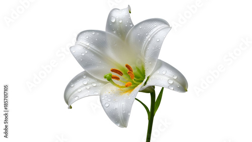 Elegant white lily flower with water droplets isolated on white background symbol of purity and spring