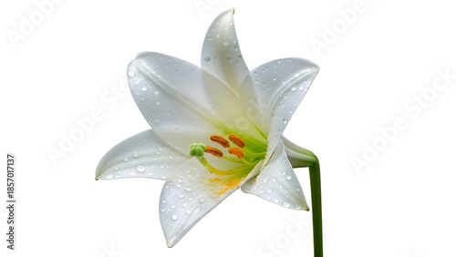 White lily flower bloom isolated on white background symbol of purity for spring season